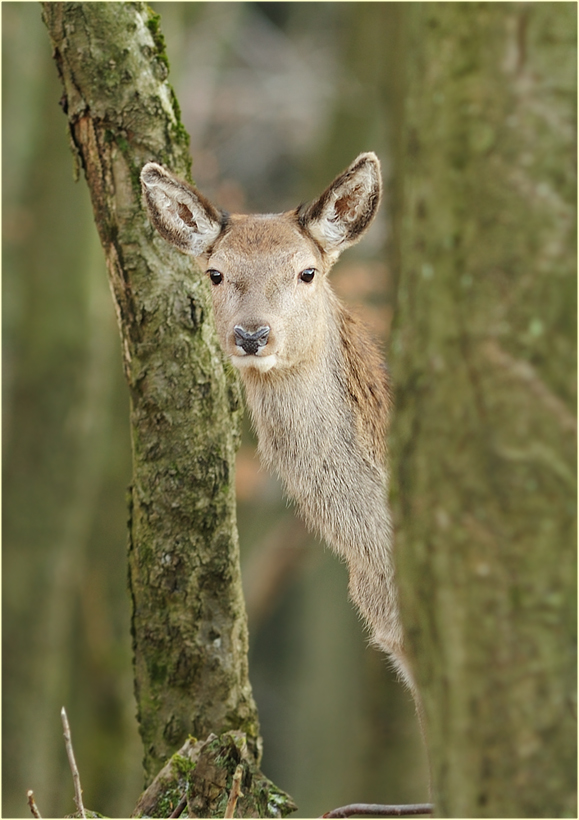 Hirschkalb