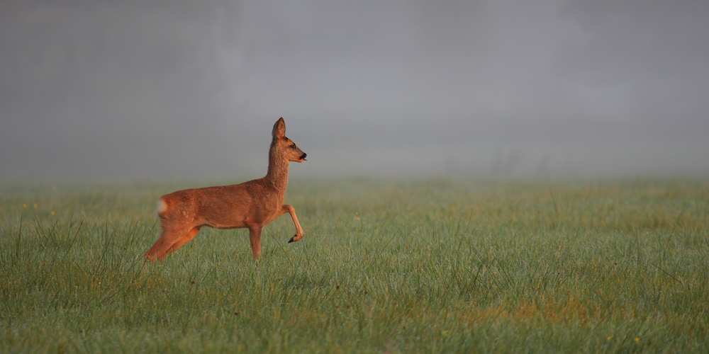 Morgenrot