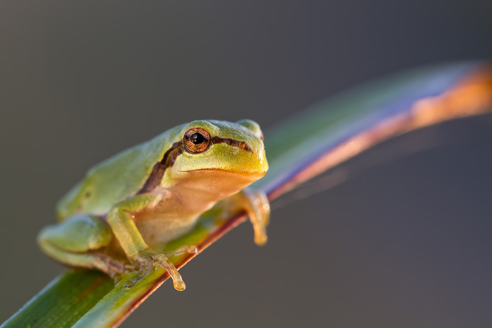 Laubfrosch