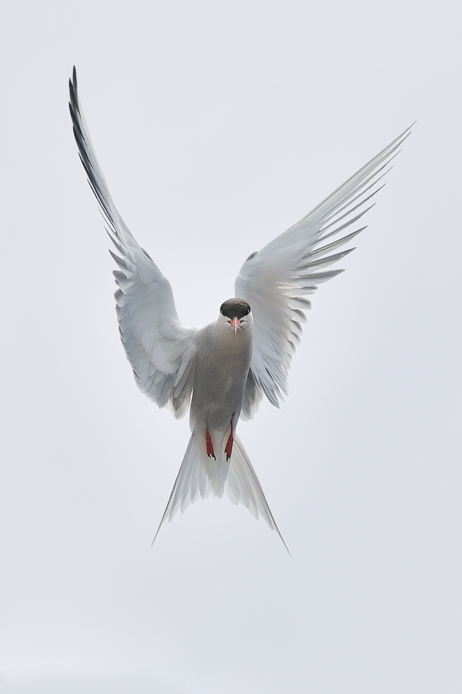 Hände hoch! (Forum für Naturfotografen)