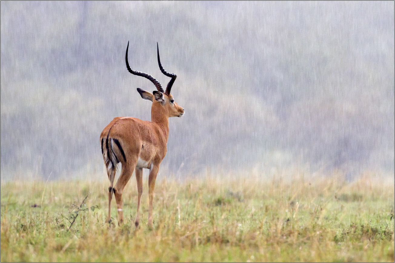 Impala im Regen