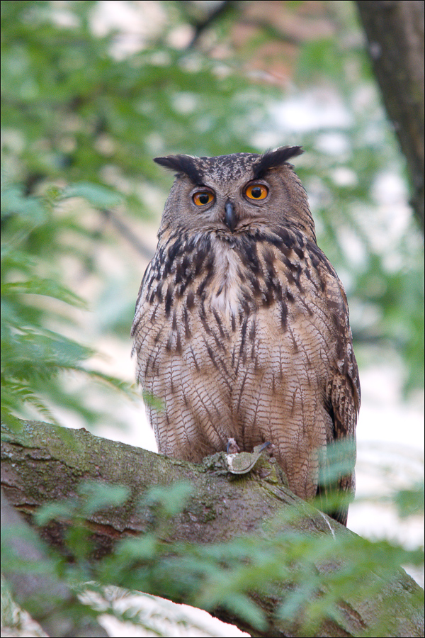 Bubo bubo Forum f r Naturfotografen 