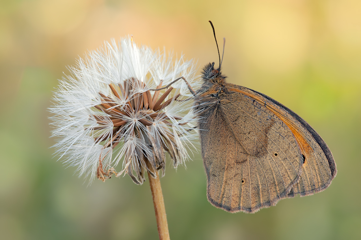 Maniola jurtina