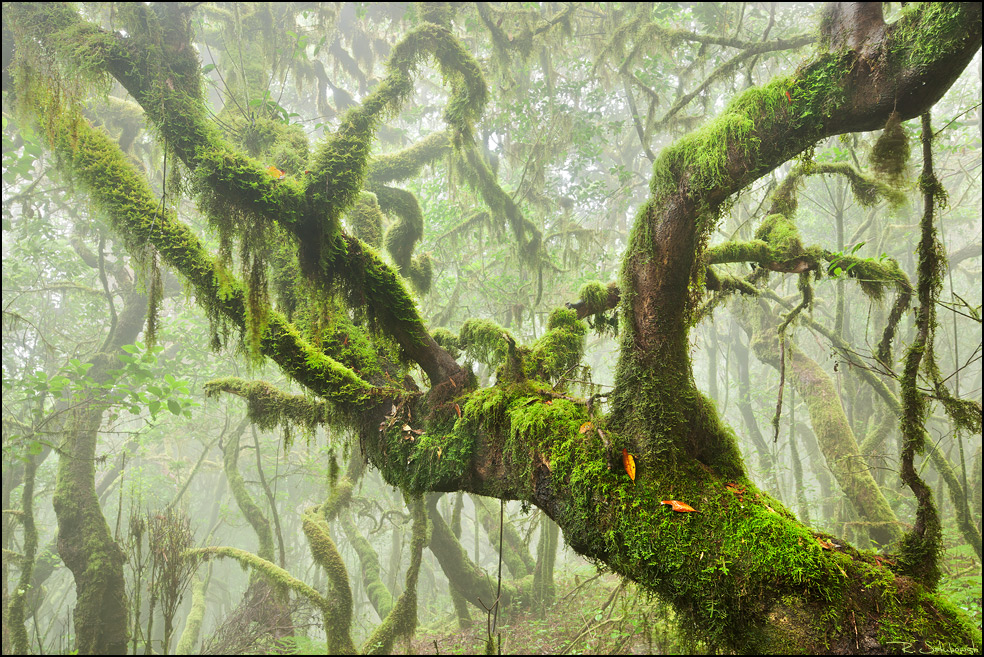 Im lorbeerwald (Forum für Naturfotografen)