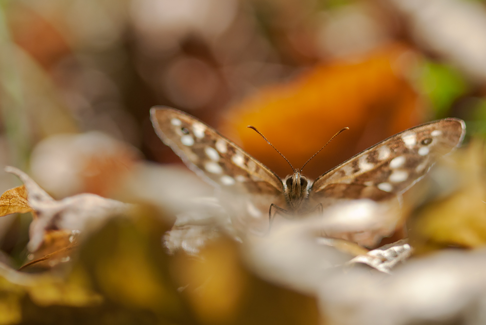 ~ Herbstliches Brettspiel im Wald ~