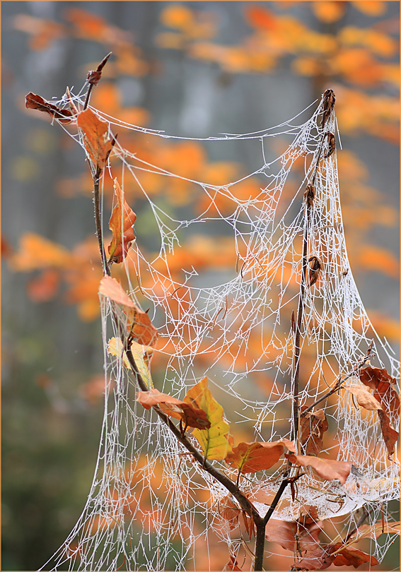 Herbstliches