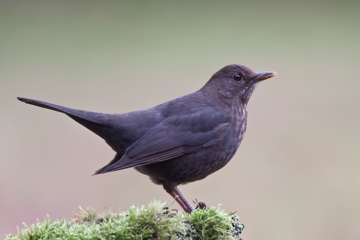 Amselweibchen (Forum für Naturfotografen)