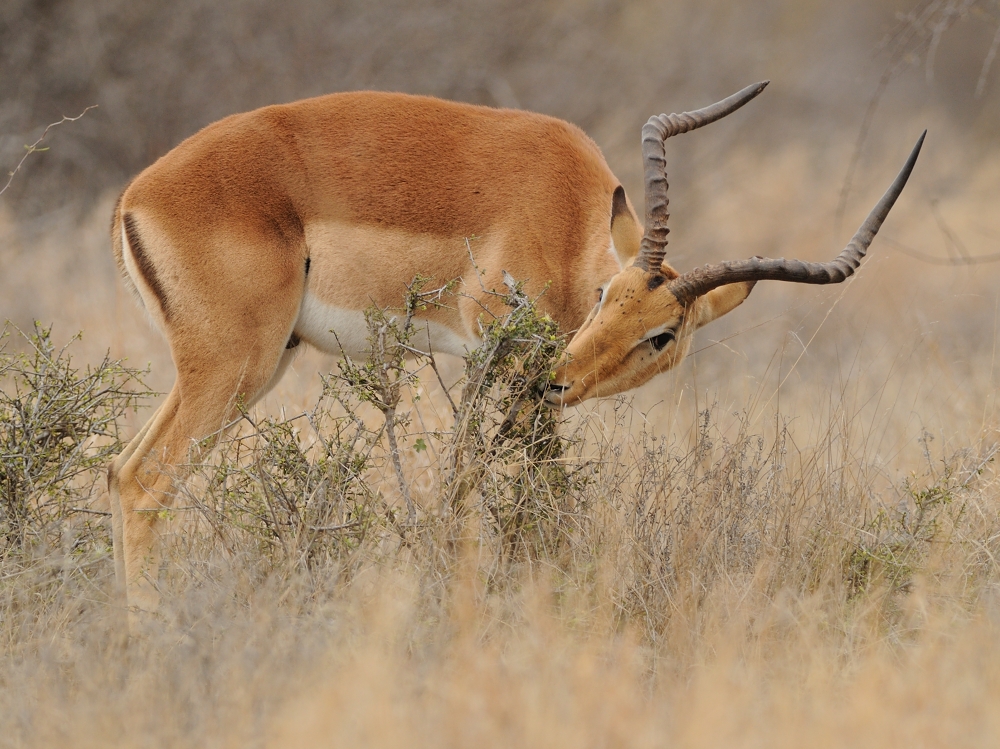 Fressendes Impala