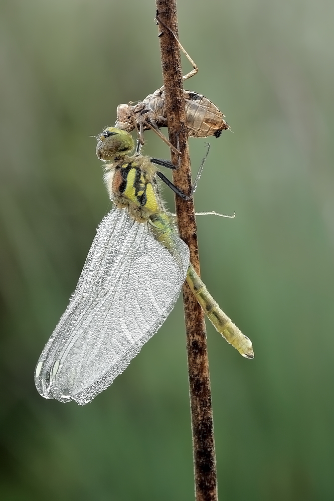 Schwarze Heidelibelle