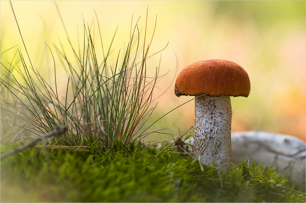 Leccinum quercinum