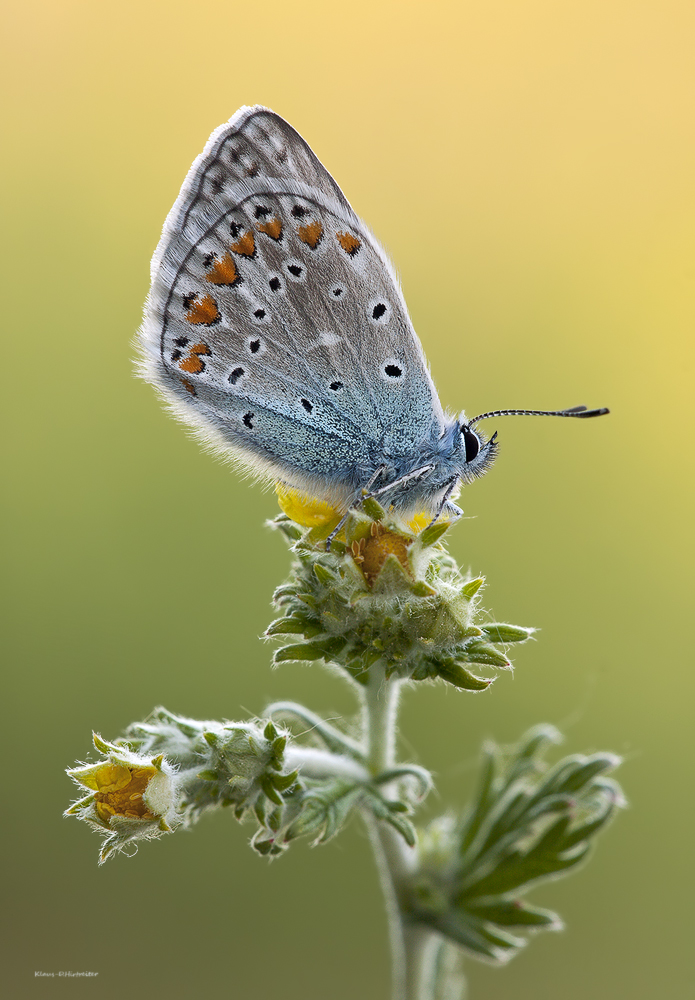 Polyommatus icarus