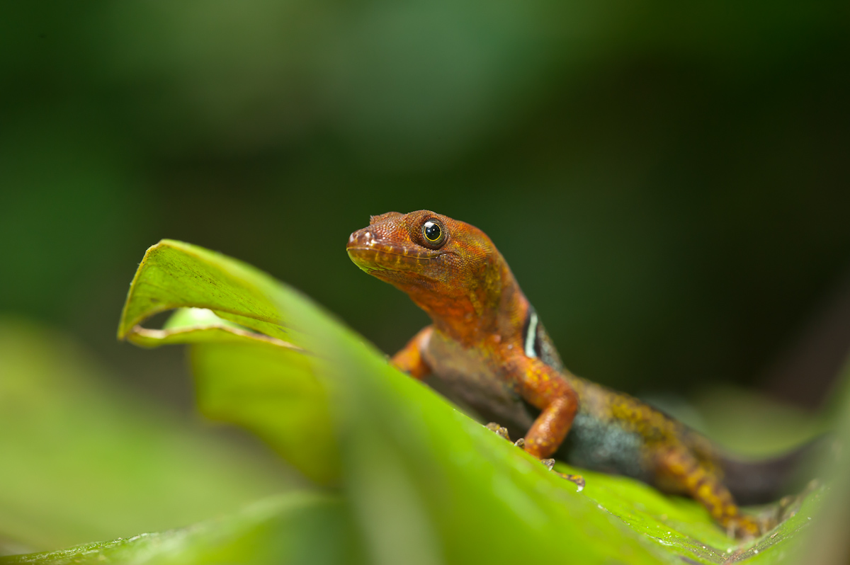 Peruanischer Taggecko