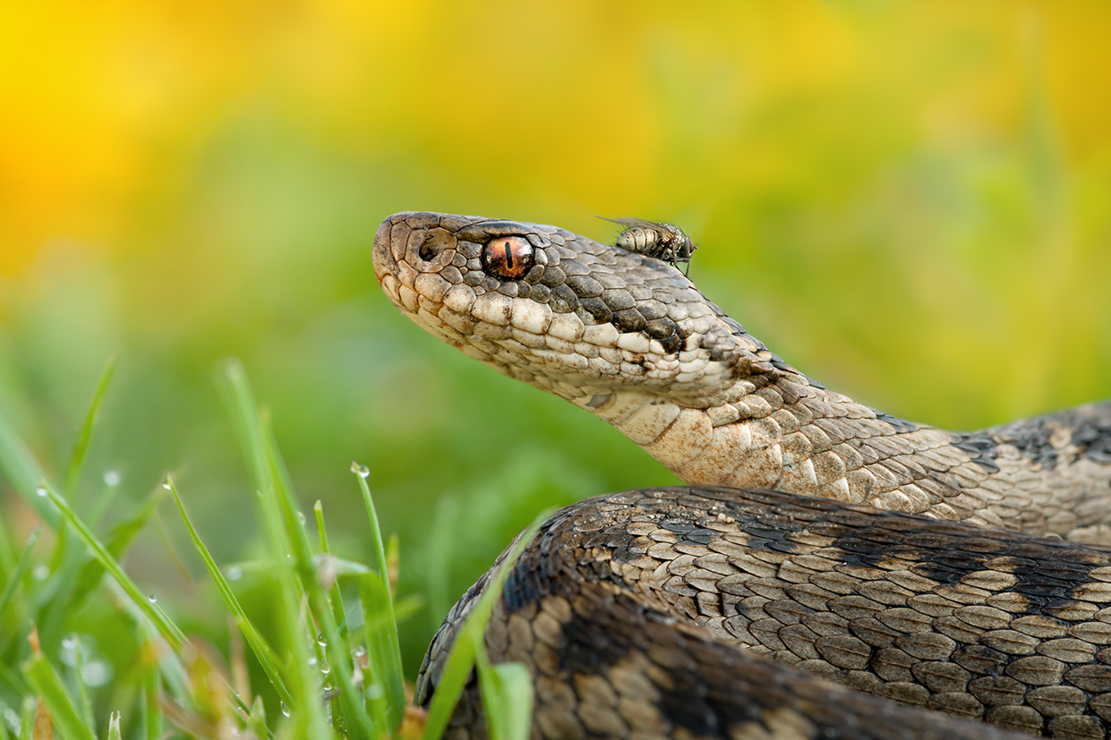 Vipera Berus (forum Für Naturfotografen)