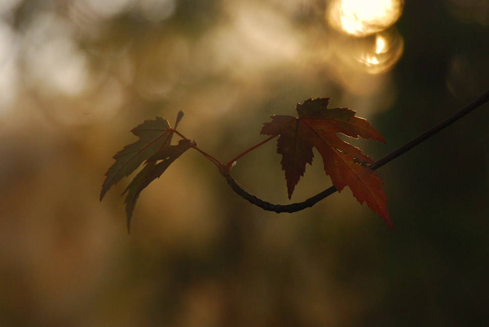 Blätter im Herbst