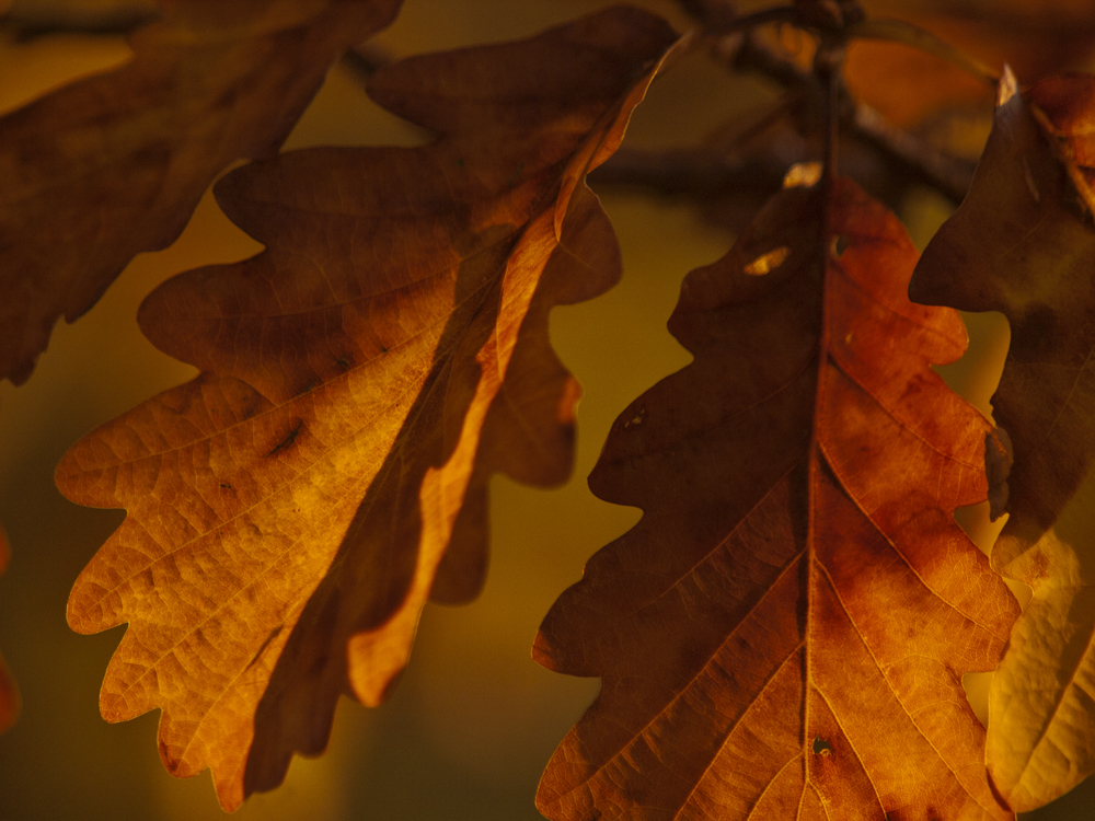 Herbstfarben