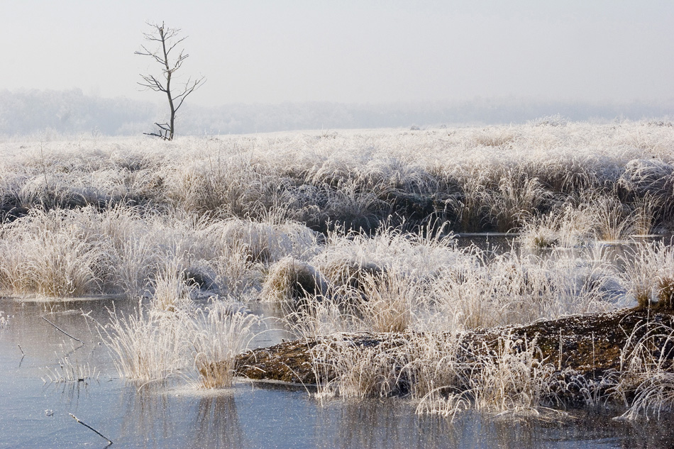 Moor im Winter