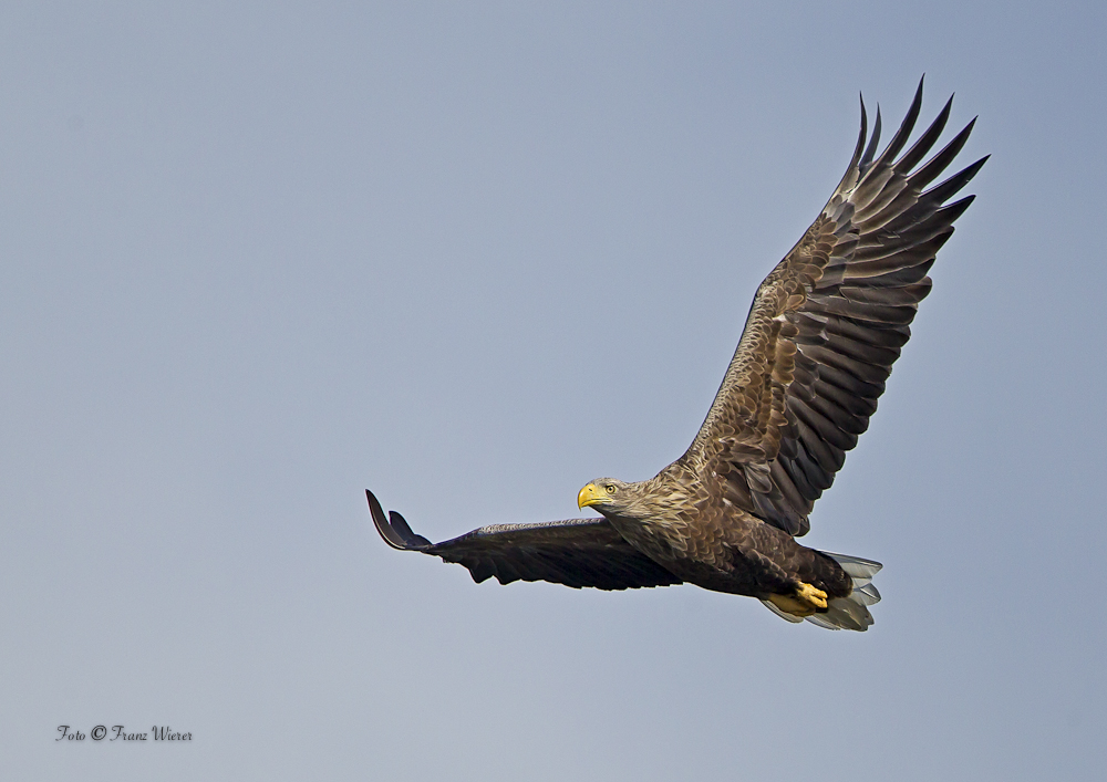 Seeadler