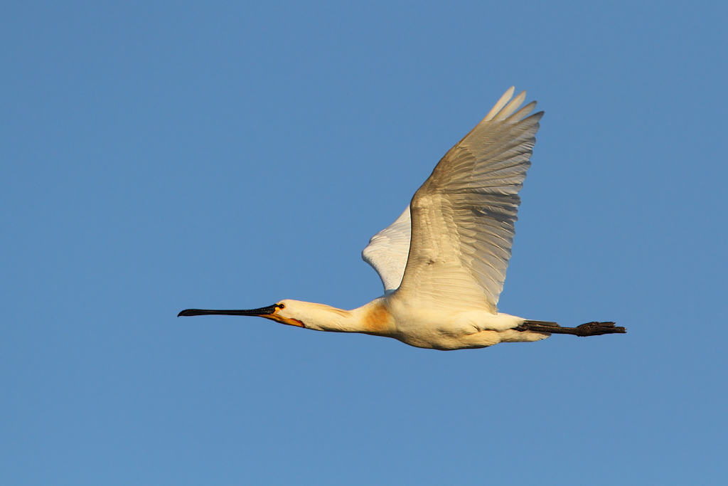 Löfflerflug