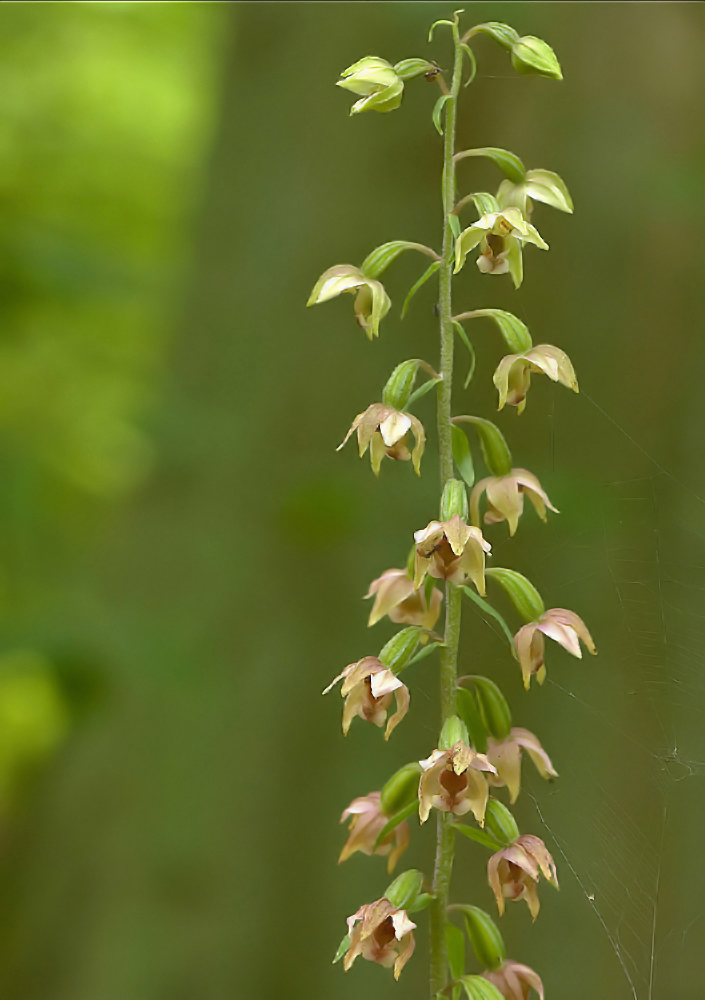 Gruß an Pascale, noc h ein Sitter., helleborinische Epipactis..