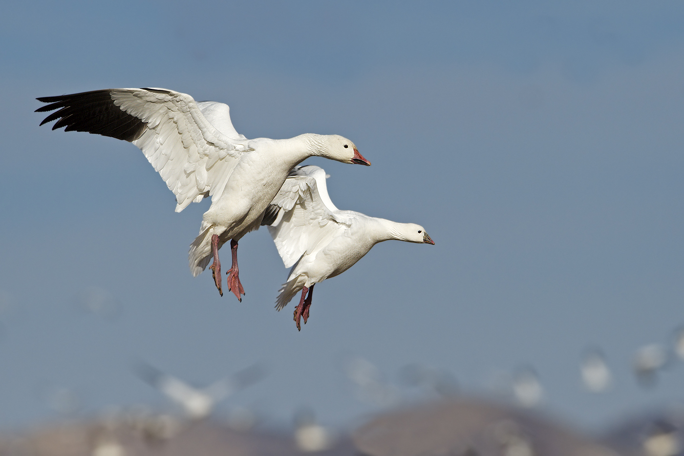 Schneegans (Anser caerulescens) und Zwergschneegans (Anser rossii).  Bosque del Apache, New Mexico, USA.