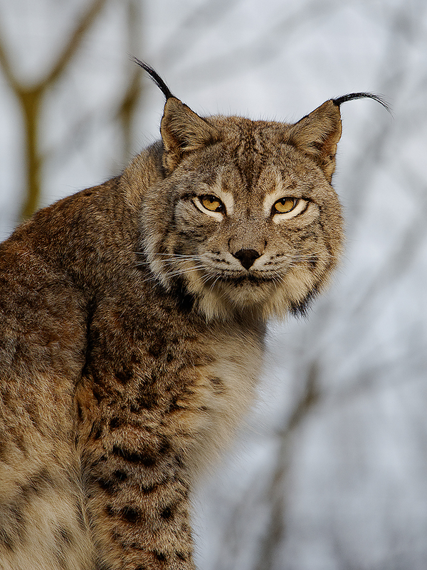 Eurasischer Luchs