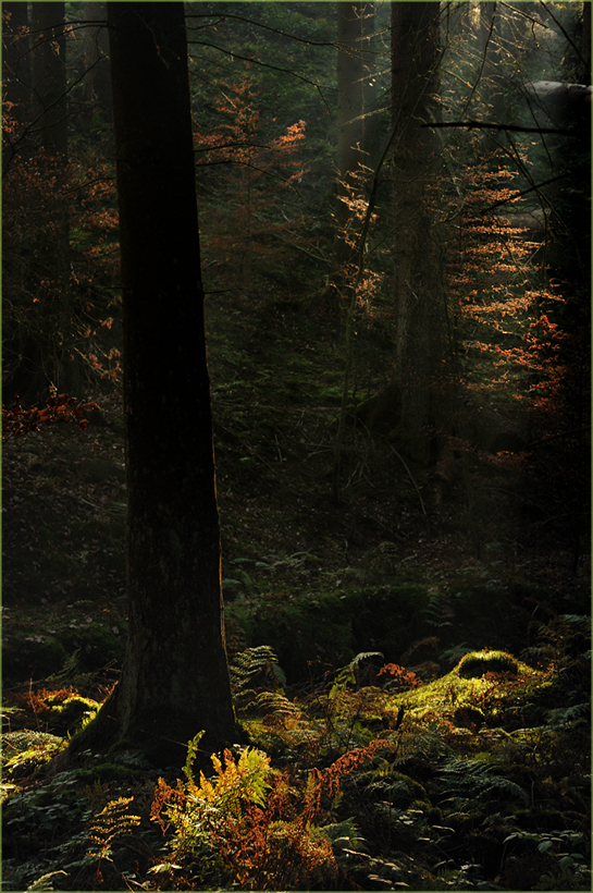 Ganz tief unten im Wald
