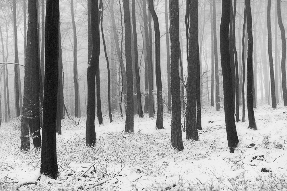 Winterwald