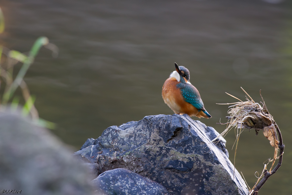 Eisvogel