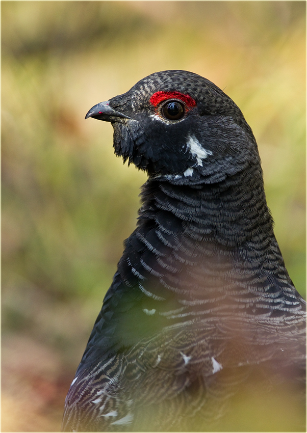 Blue Grouse