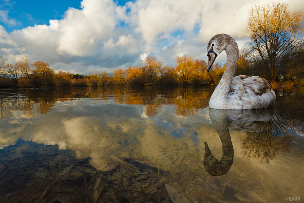 Surreal (Forum für Naturfotografen)