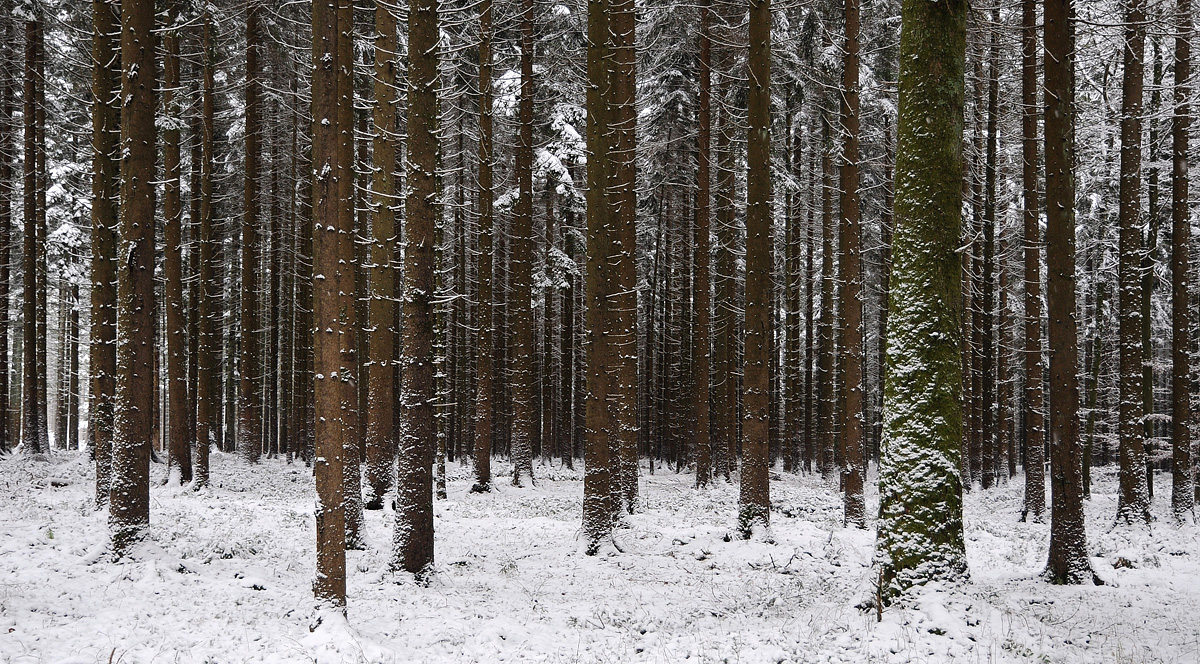 Winterwald