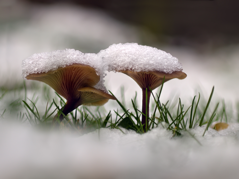 SchneePilz