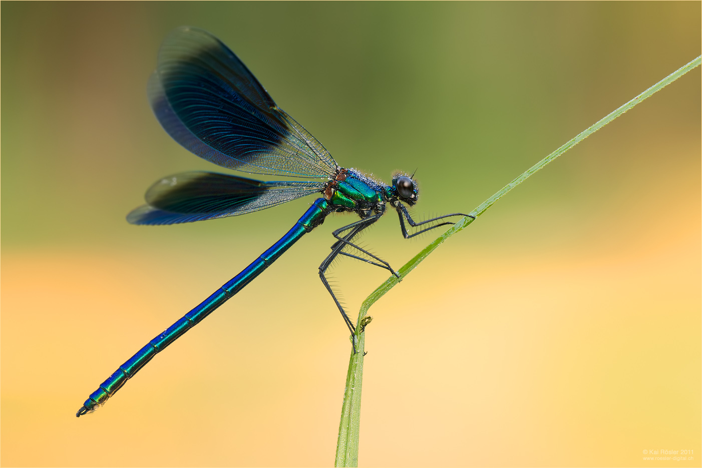 Calopteryx