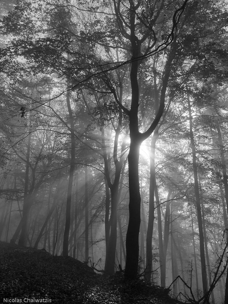 Sonne im Nebelwald