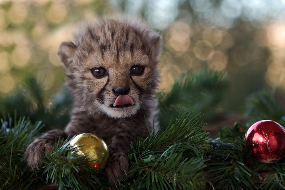 Frohe Weihnacht - Merry Christmas - Feliz Navidad