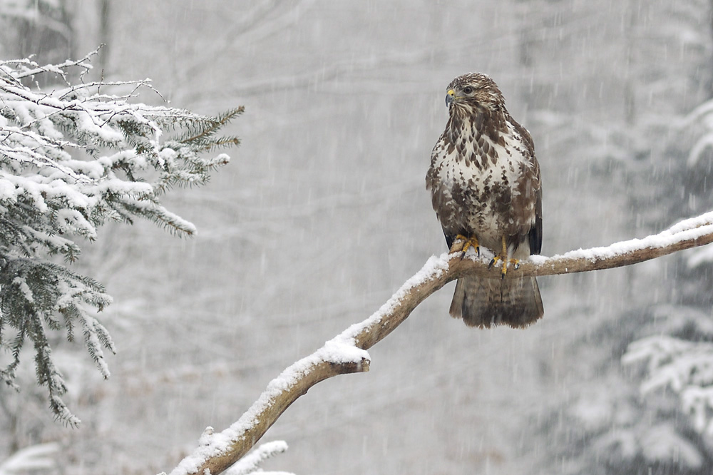 Mäusebussard im Schneetreiben