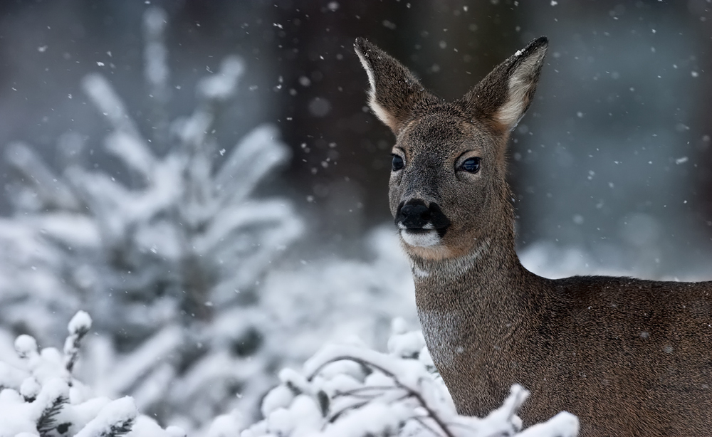 Leise rieselt der Schnee