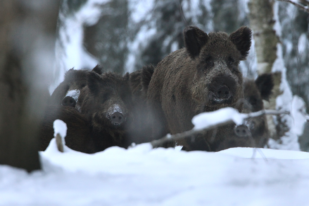 Schwein gehabt