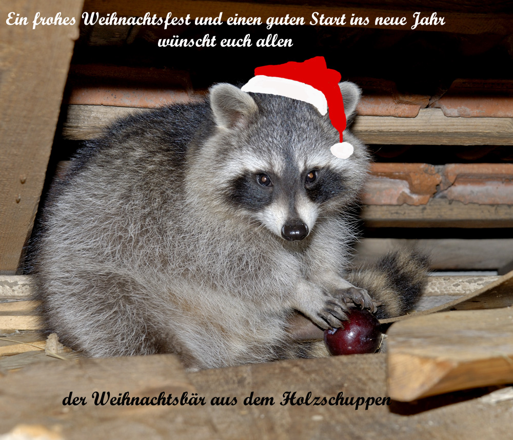 Weihnachtsbär