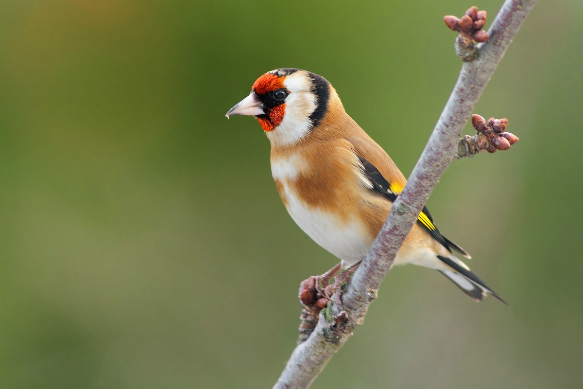 Der Stieglitz, (Forum für Naturfotografen)