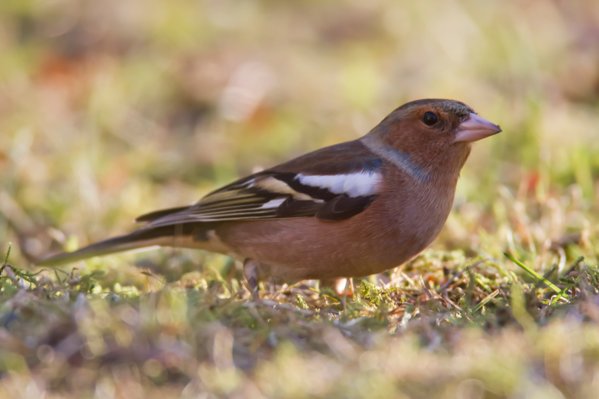 Buchfinkmaennchen