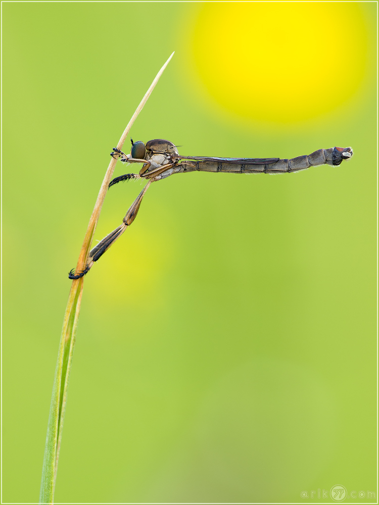 Gemeine Schlankfliege - Leptogaster cylindrica