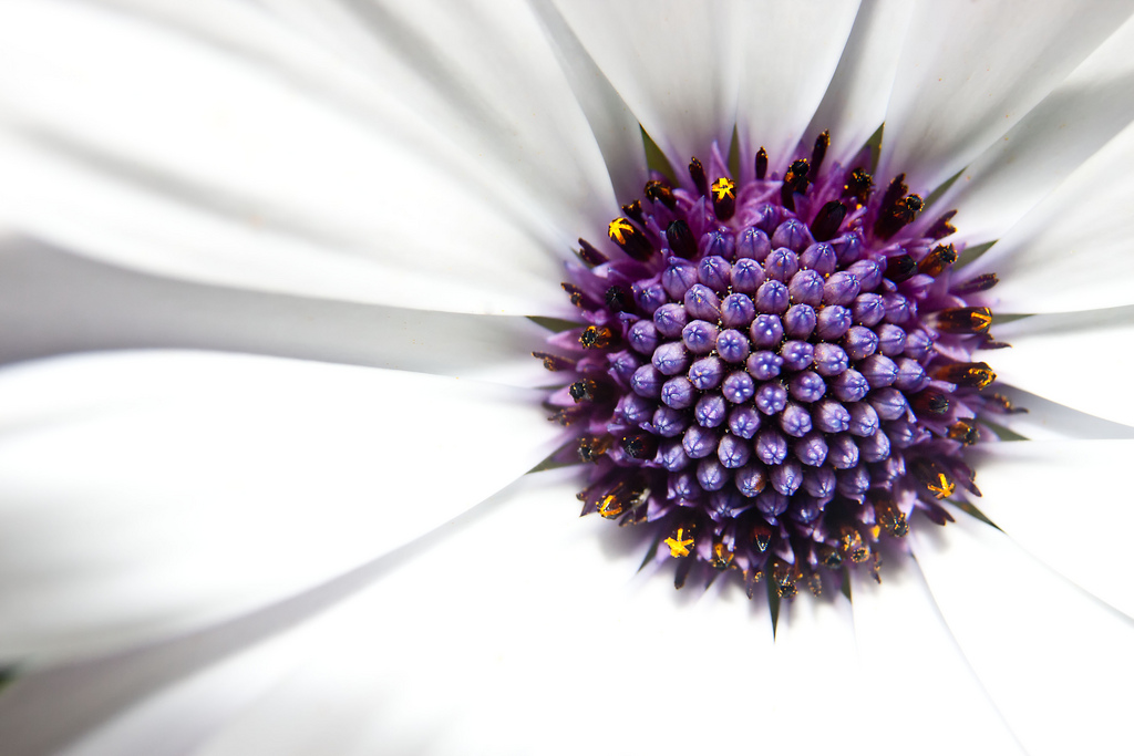 Closeup