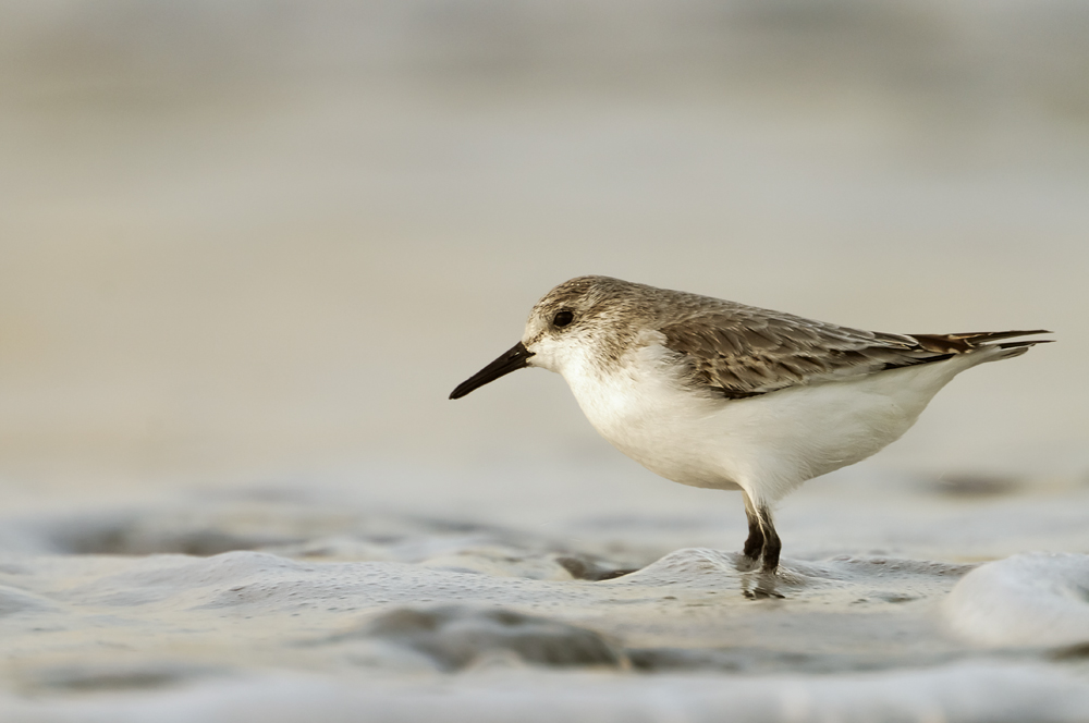 Sanderling