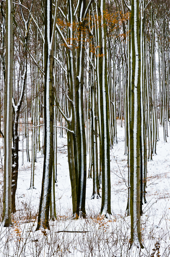 Wald im Jugendstil