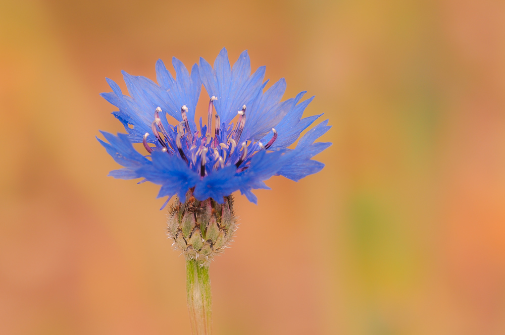 Centaurea cyanus