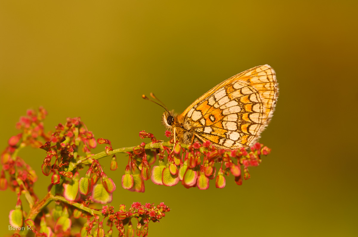 Schmetterling
