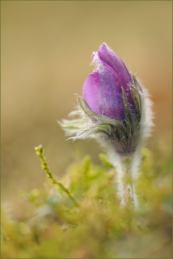 Flauschiges Dickerchen