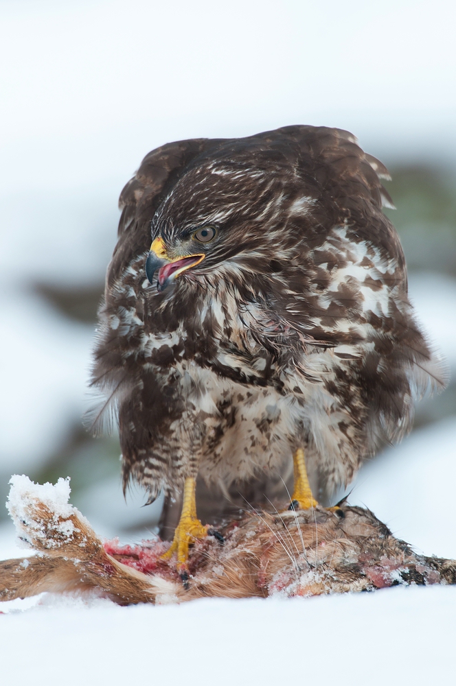 Mäusebussard (Buteo buteo)