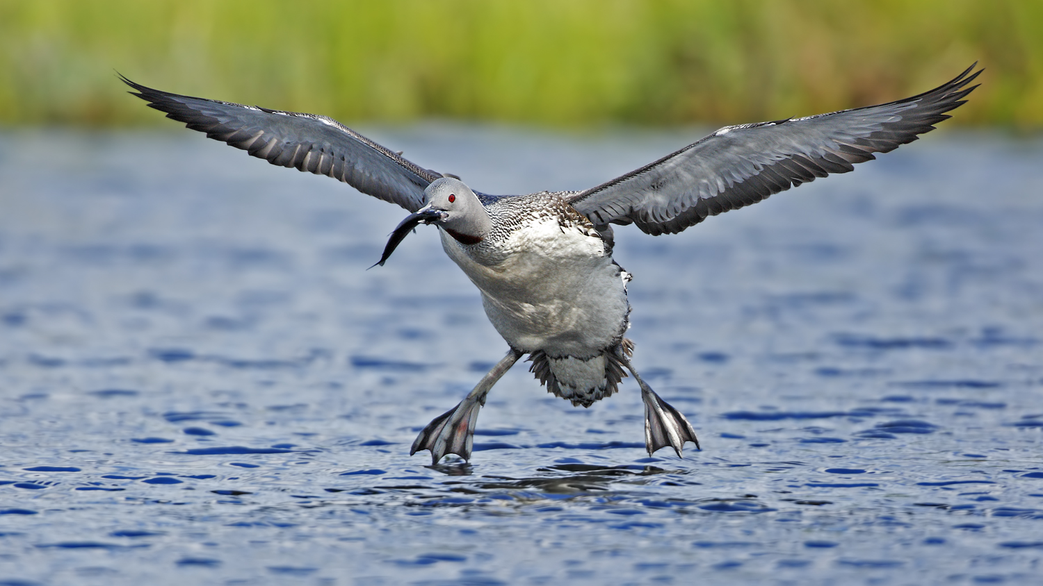 Sterntaucher mit Maräne